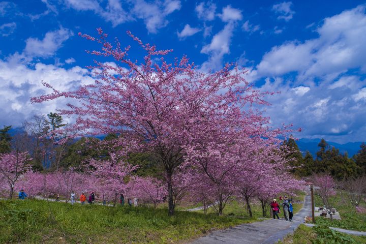 ▲3月福壽山-红粉佳人。　圖：中華綠生活休閒發展協會／提供