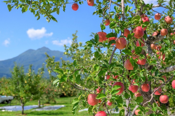 青森縣蘋果產量為日本第一。　圖：青森縣／提供