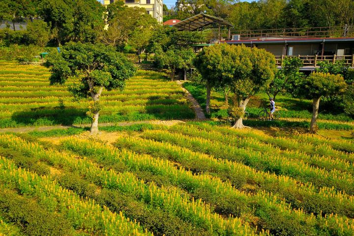 ▲東方美人茶的茶鄉_大北坑步道。　圖：桃園市政府觀光旅遊局／提供