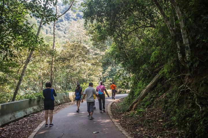 ▲擁有77年歷史的百吉林蔭步道。　圖：桃園市政府觀光旅遊局／提供