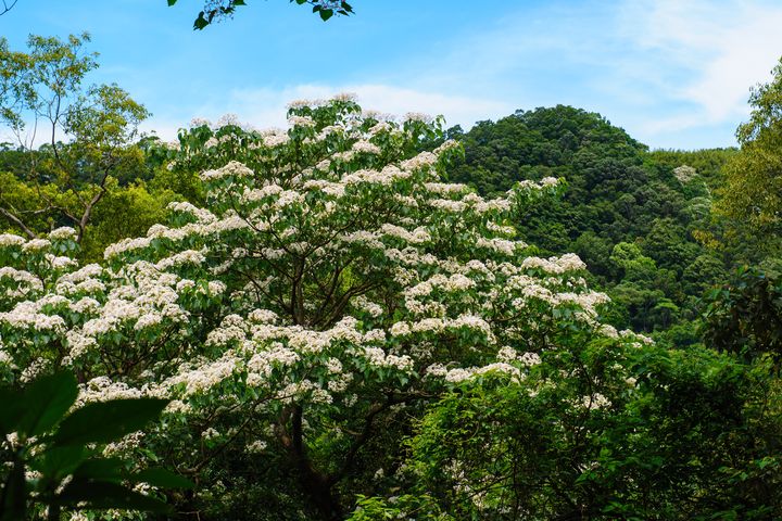 每年3-5月是油桐花開時節。　圖：Shutterstock／來源