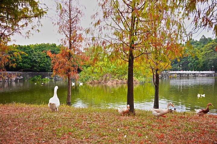 ▲落羽松及湖畔水鳥。　圖：高雄市政府觀光局／提供