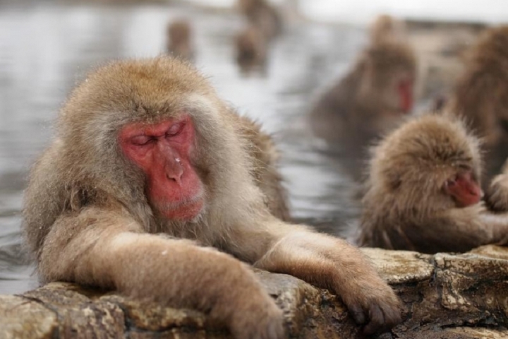 看著獼猴們泡在露天溫泉閉眼享受的萌樣，真的讓人忍不住直呼可愛！　圖：Tripadvisor株式會社／提供