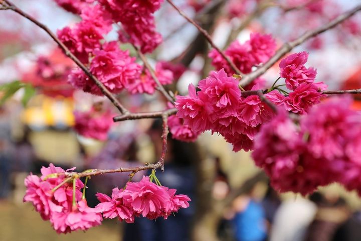 ▲2022花現暨大紅櫻綠林，打造視覺與心靈饗宴。　圖：暨南大學／提供