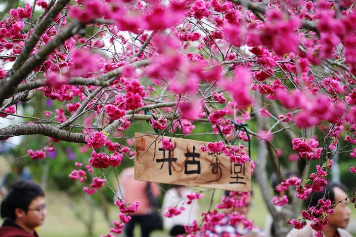 「花」現暨大 一起來暨南大學追櫻花