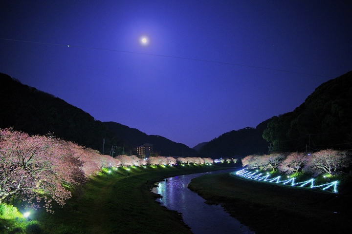 ▲夜間點燈位置介於銀之湯橋至九条橋之間，每晚6點～9點魔幻登場。　圖：南伊豆町観光協会／來源