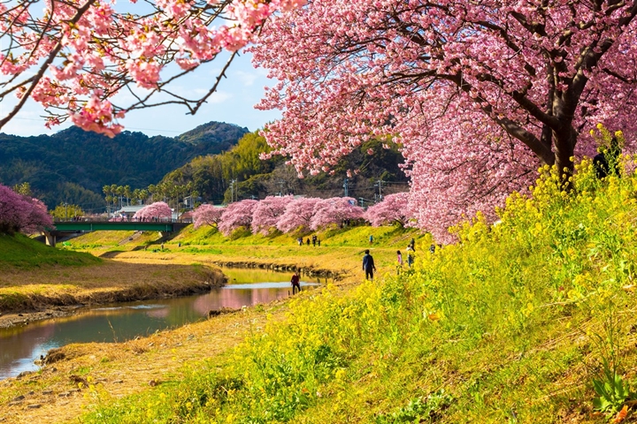 「南方的櫻花與油菜花祭」的魅力亮點為沿著河岸綻放的櫻花、油菜花共舞雙色花海。　圖：南伊豆町観光協会／來源