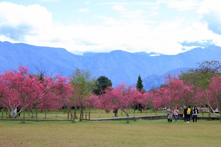 ▲日月潭週邊有許多櫻花步道，粉嫩色系與藍天綠地，宛如國外美景。　圖：交通部觀光局日月潭國家風景區管理處／提供