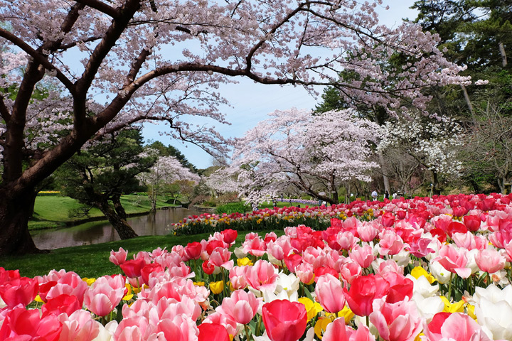 濱松花卉公園能同時觀賞櫻花和鬱金香盛開的美景。　圖：濱松濱名湖觀光局／提供