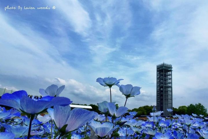 ▲濱名湖的粉蝶花海。　圖：濱松濱名湖觀光局／提供