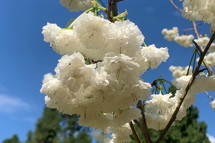 罕見的台灣雪櫻（白色戀人）。　圖：九族文化村／提供 