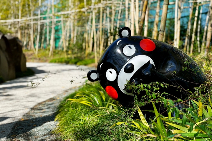▲一臉「被你發現啦」表情的熊本熊讓人會心一笑。　圖：熊本県観光連盟／來源