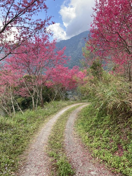 ▲霧台最吸睛櫻花之路。　圖：茂林國家風景區管理處／提供