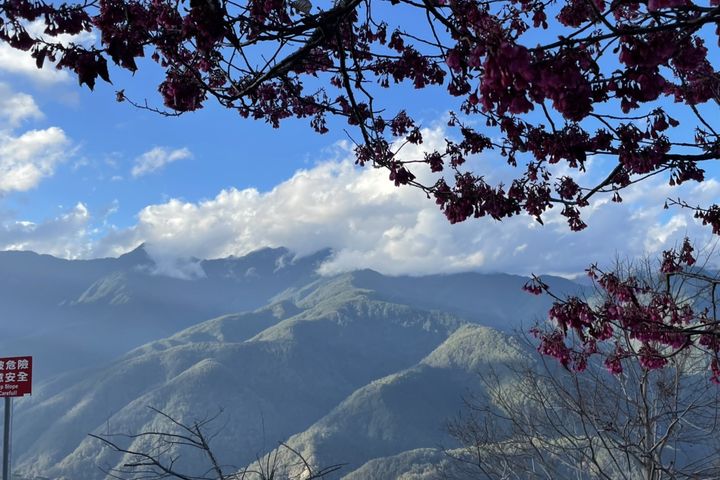 ▲梨山空氣清新，三月櫻花季更是提早於二月綻放。　圖：參山國家風景區管理處／提供