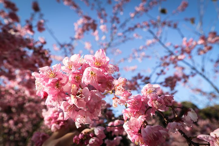 梨山櫻花盛開，歡迎上山走春。　圖：參山國家風景區管理處／提供 