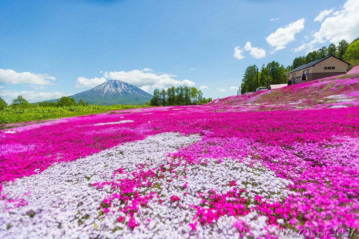 ▲粉紅色的芝櫻庭園加上羊蹄山背景。圖：PaTsY 詩織しおリ詩織阿姨／提供