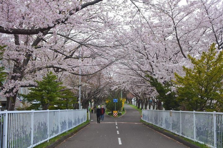 ▲札幌市白石自行車道上櫻花美景。圖：【北海道有貝ㄦ來】／提供