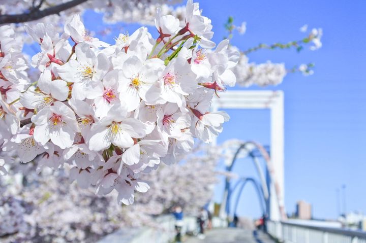 ▲札幌市白石自行車道上盛放的櫻花。圖：【北海道有貝ㄦ來】／提供