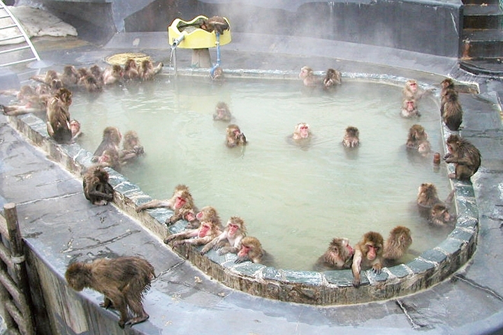 ▲冬季期間猴群在岩石浴池中享受泡湯。　圖：函館市熱帯植物園／來源