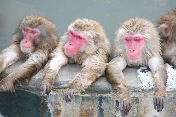 浴池畔享受溫泉的猴群一字排開相當可愛。　圖：函館市熱帯植物園／來源