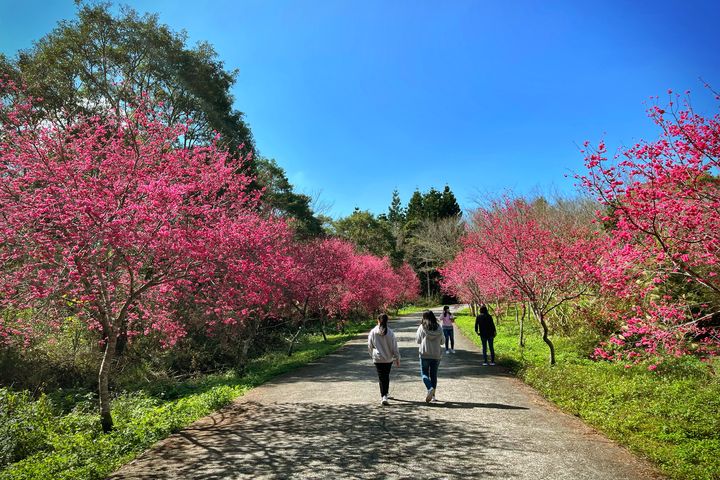 暨南大學櫻花季，成為中部地區賞櫻新景點。　圖：國立暨南國際大學／提供 