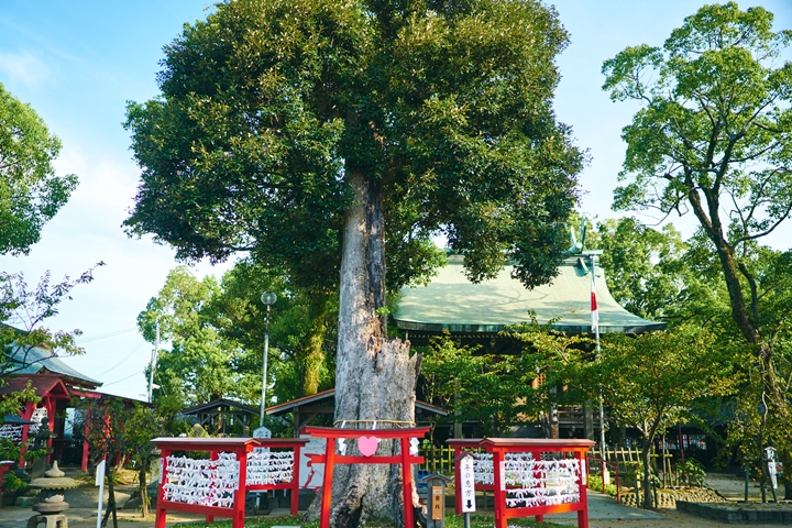 ▲境內擁有樹齡約600年的巨大神木，相傳繞著走就能帶來幸福。　圖：福岡県観光連盟／來源