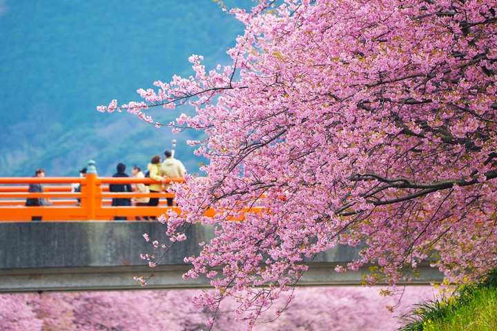 日本早春賞櫻3選！2月～3月來看河津櫻粉嫩綻放