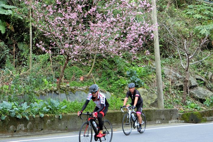 北橫巴陵櫻花勇士完騎認證活動，免費報名中。　圖：桃園市政府風景區管理處／提供