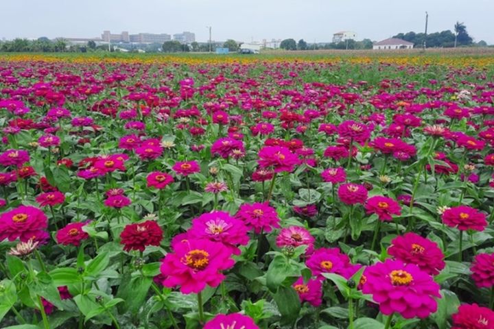 鹽水區月津港親水公園附近信義路，栽植2.5公頃的休耕花海。　圖：臺南市政府觀光旅遊局／提供 