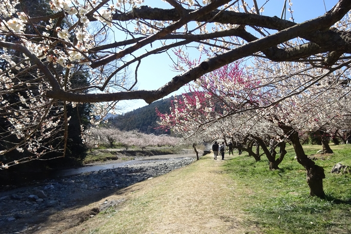 ▲越生梅林相當腹地寬廣，可規劃半日或一日慢遊。　圖：apaneroさん／來源