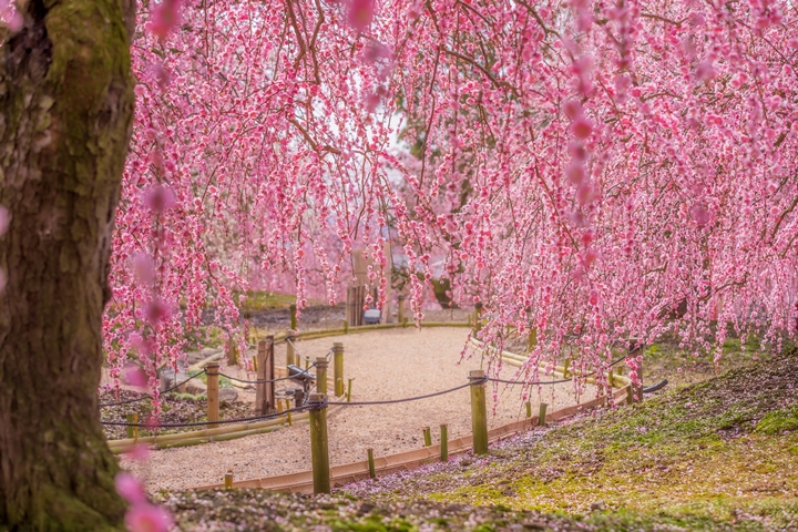 2月上旬至3月中旬計劃安排日本之旅，別錯過欣賞梅花之美。　圖：潤風さん／來源