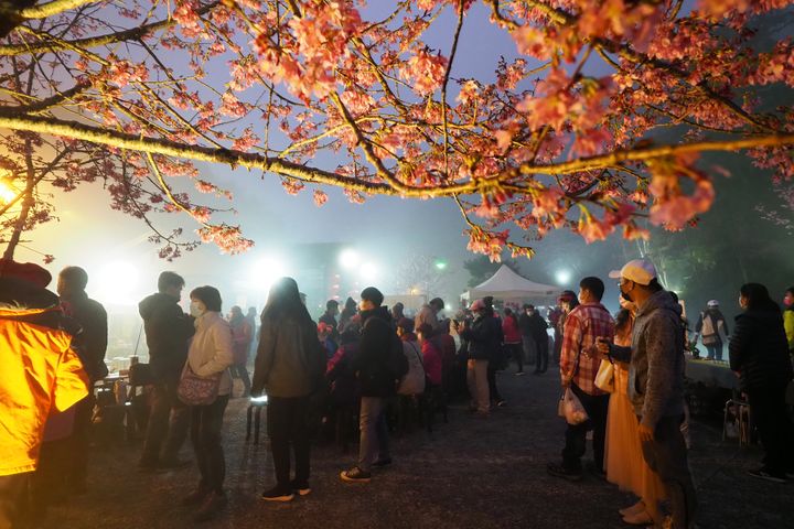 ▲現場遊客們觀賞夜晚櫻花呈現獨特景色。　圖：阿里山國家風景區管理處／提供