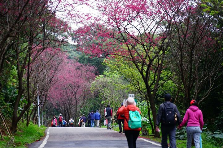 淡水滬尾櫻花大道宛如進入櫻桃紅的夢幻世界。　圖：新北市政府觀光旅遊局／提供