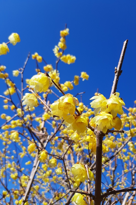 ▲蠟梅園內分為多個區域，推薦遊客安排半日在此漫遊賞花。　圖：玲花さん／來源