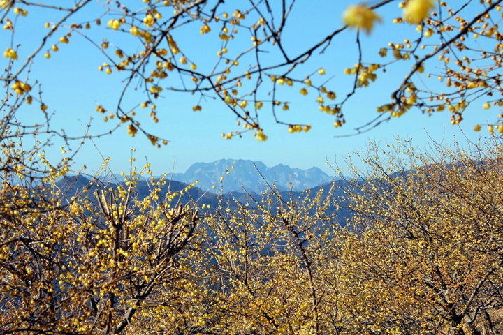 寶登山頂視野極佳，能將蠟梅與壯麗山色一次飽覽。　圖：埼玉県物産観光協会／來源 