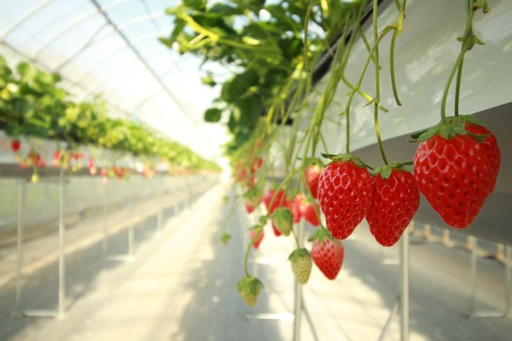 ▲鮮豔又多汁的草莓讓人食指大動。　圖：美好伊豆創造中心／提供