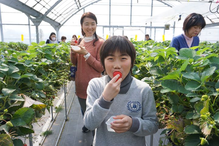 伊豆的國市有許多體驗「採摘草莓」的草莓園設施。　圖：美好伊豆創造中心／提供