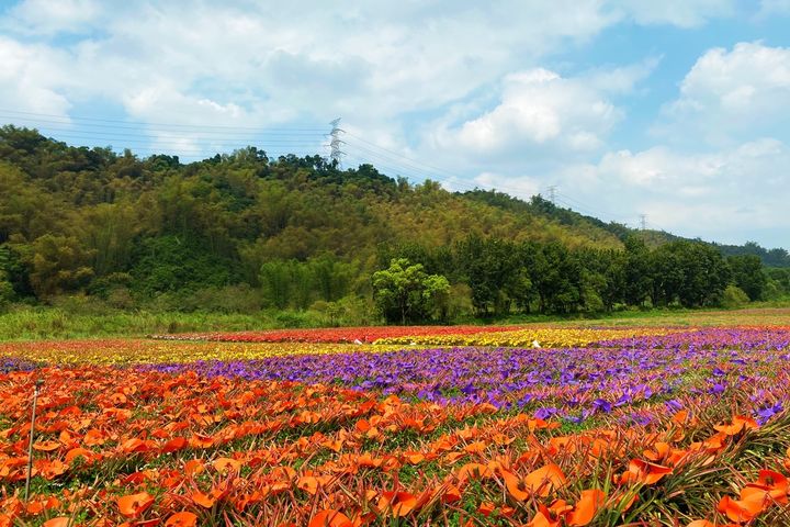 綿延不絕的鳳梨田，為鳳梨戴帽的多彩景緻是大武山麓下最美風景。　圖：屏東縣政府傳播暨國際事務處／提供