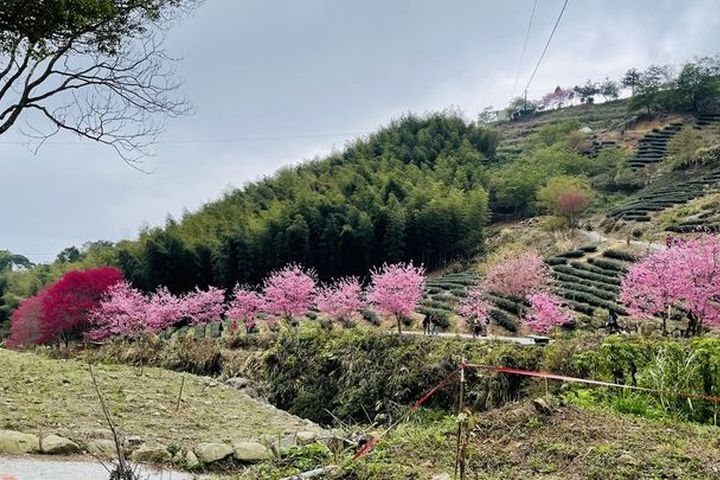 ▲草嶺石壁、青山坪種植許多櫻花林，春櫻綻放美景燦爛。　圖：草石山休閒農業區發展協會／提供