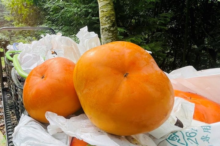 ▲甜柿也是蘇家農場自產自銷的特色水果之一。　圖：草石山休閒農業區發展協會／提供