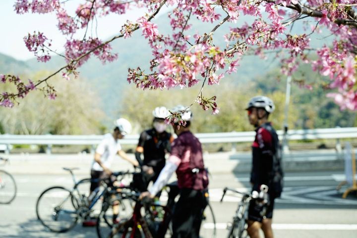 ▲臺七線北橫公路櫻花滿懷。　圖：桃園市政府風景區管理處／提供