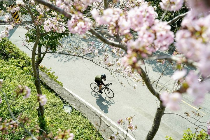 北橫櫻花季捎來粉色美景。　圖：桃園市政府風景區管理處／提供 