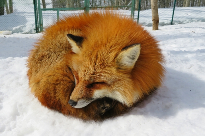 ▲冬季期間園內會降雪，能欣賞白雪、狐狸雙重魅力。　圖：積塵さん／來源