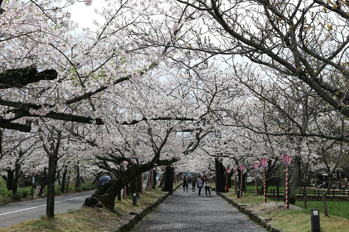 ▲大村公園的櫻花隧道也是不能錯過的打卡美景。　圖：長崎縣觀光連盟／提供