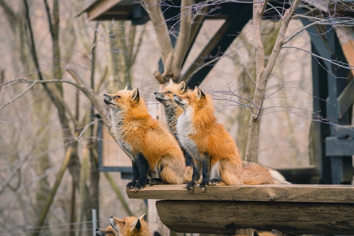 比起夏季，秋冬到訪宮城藏王狐狸村能看到毛皮厚且蓬鬆的狐狸群，可愛程度更是加倍！　圖：pianoman555さん／來源