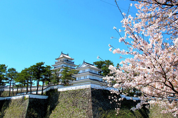 ▲島原城下町能體驗在古城及武士宅邸賞櫻的樂趣。　圖：長崎縣觀光連盟／提供