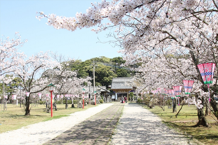 ▲龜岡公園中的平戶二度開花櫻讓賞櫻的樂趣及時間加倍。　圖：平戶市／提供