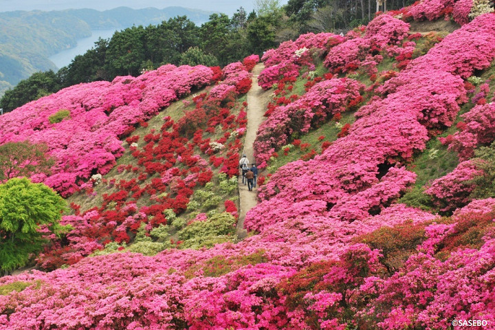 ▲每年春天被杜鵑花染紅的長串山公園，風景極度迷人。　圖：長崎縣觀光連盟／提供