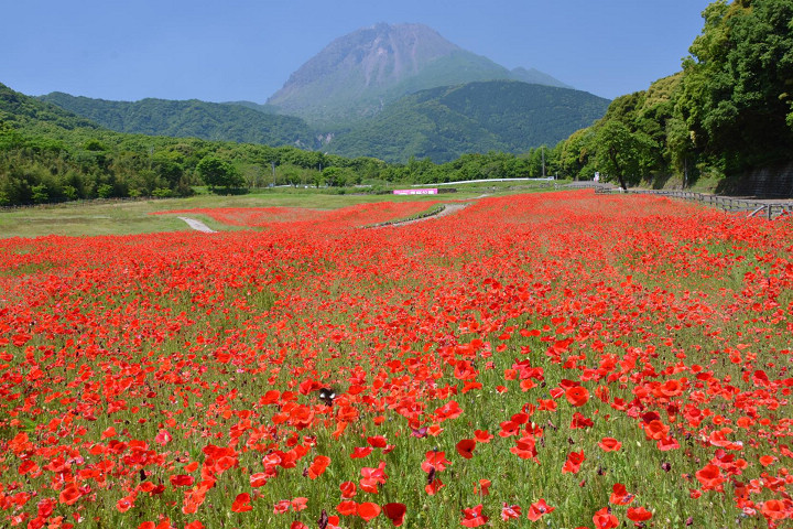 ▲島原火張山花公園依季節及時間不同，能欣賞到各種壯觀的花海。　圖：長崎縣觀光連盟／提供