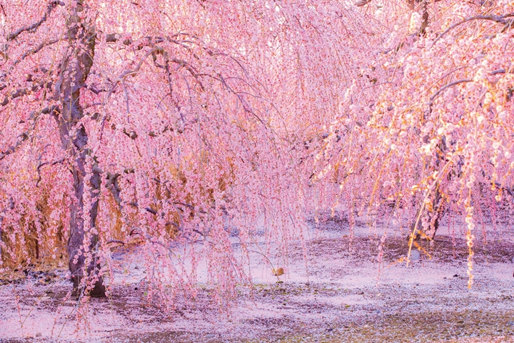 垂枝梅盛開期間，粉色花海傾瀉而下，景色相當夢幻。　圖：三重フォトギャラリー／來源